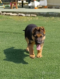 Cuccioli di pastore tedesco