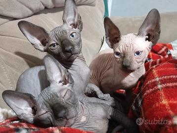 GATTiNi CANADiAN SPHyNX