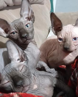 GATTiNi CANADiAN SPHyNX