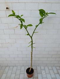Brugmansia a fiore bianco 