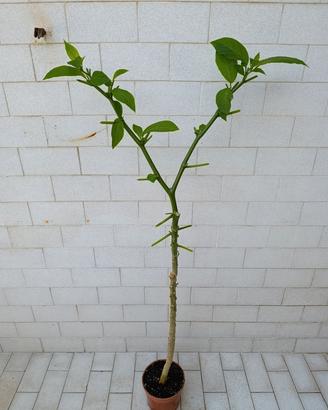 Brugmansia a fiore bianco 