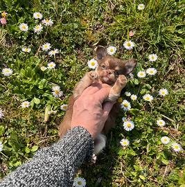 Chihuahua Femmina pelo lungo dimensione Mini