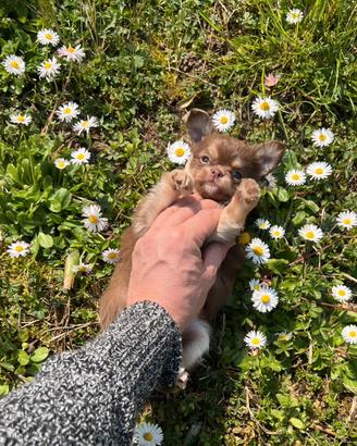 Chihuahua Femmina pelo lungo dimensione Mini