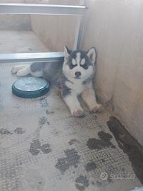 Cuccioli Siberian Husky
