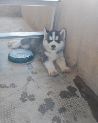 Cuccioli Siberian Husky