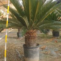 Esemplari di cycas cicas