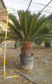 Esemplari di cycas cicas