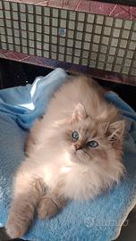 Cuccioli di gatto siberiano Neva masquerade