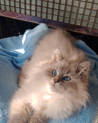 Cuccioli di gatto siberiano Neva masquerade