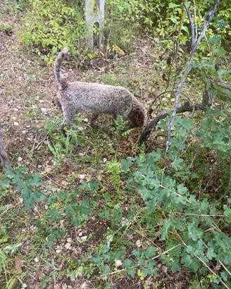 Lagotto da monta