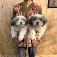 Cuccioli Maschietti di Shi Tzu