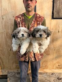 Cuccioli Maschietti di Shi Tzu