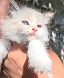 Cuccioli Siberiano neva masquerade 3 mesi