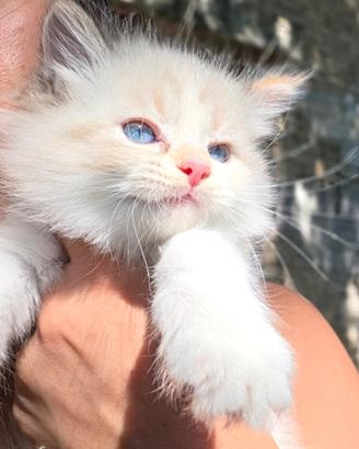Cuccioli Siberiano neva masquerade 3 mesi