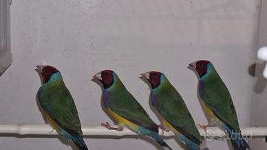 Diamanti Gould 