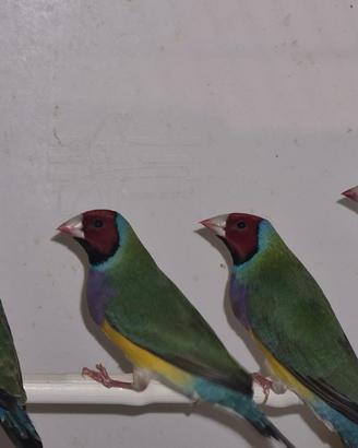 Diamanti Gould 