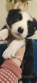 Cuccioli Border collie maschi con Pedigree