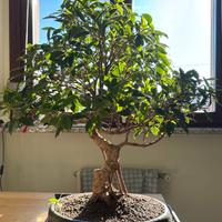 Bonsai Ficus Retusa 20 anni Cina