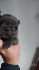 Cuccioli bulldog francese esotico