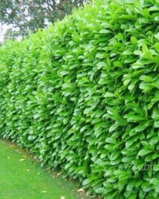 Ligustrum lucido