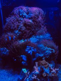 Anemoni Entacmea quadricolor (sunburst)