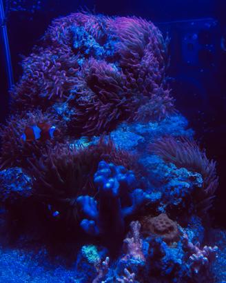 Anemoni Entacmea quadricolor (sunburst)