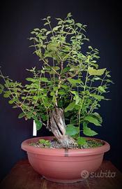 Lonicera/Caprifoglio (Lonicera xylosteum)