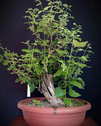 Lonicera/Caprifoglio (Lonicera xylosteum)