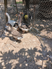 Varie razze d avicoli