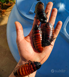 Blatte soffianti (G. portentosa)