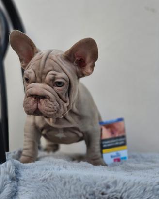 Bulldog francese