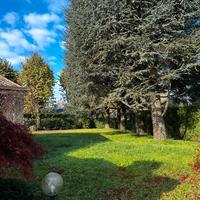 Cedri dell’Atlantico legname