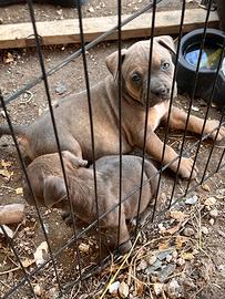 American Bully Pocket abkc