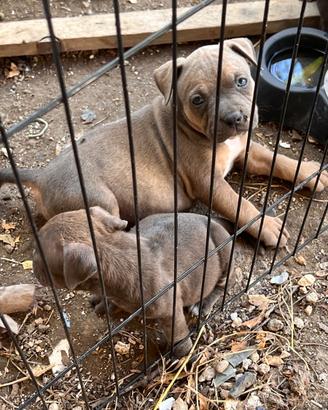 American Bully Pocket abkc