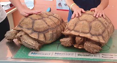 coppia riproduttiva geochelone sulcata