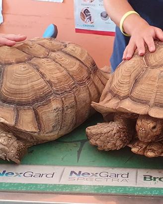 coppia riproduttiva geochelone sulcata