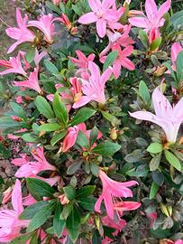Azalea bonsai