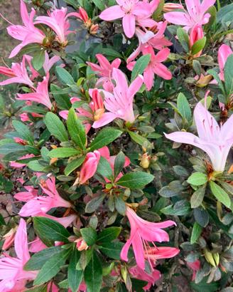 Azalea bonsai