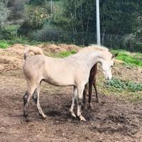 Cavallo Purosangue Arabo