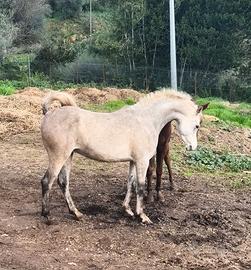 Cavallo Purosangue Arabo