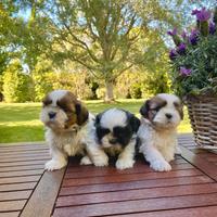 ShihTzu con Pedigree