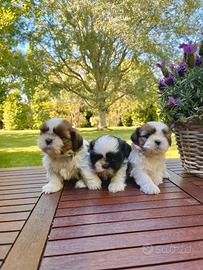 ShihTzu con Pedigree