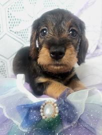 Bassottina cinghiale