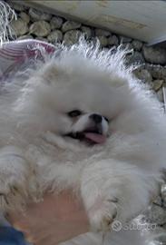 Spitz volpino di pomerania