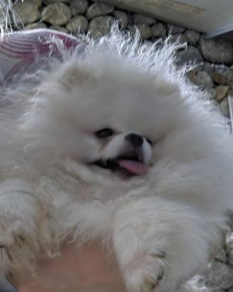 Spitz volpino di pomerania