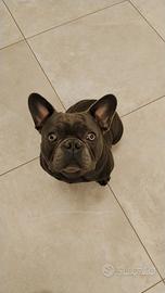 Disponibile per accoppiamento bulldog francese M