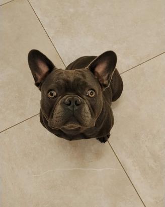 Disponibile per accoppiamento bulldog francese M