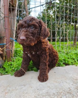 cucciolo di lagotto romagnolo