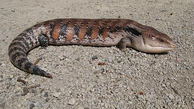 Bellatorias frerei