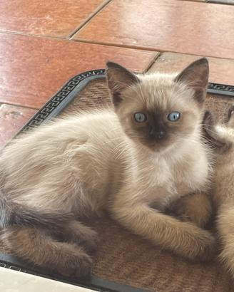 Siamese maschio